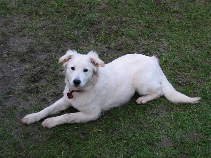 Blanding af racer soffie/ soffe - ses ;b  billede 18