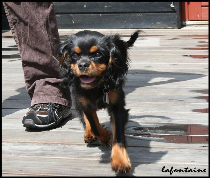 Cavalier king charles spaniel Nando billede 18