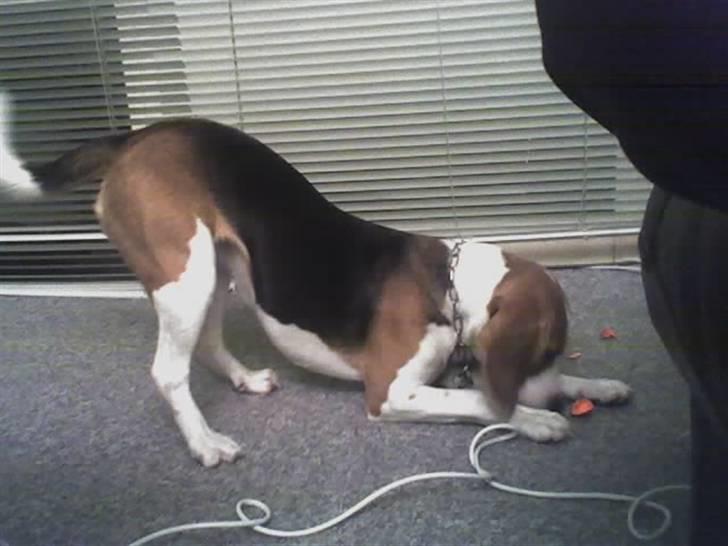 Beagle Tinka * Himmelhund * - Hah.. Det er sådan jeg ser ud når jeg møder en lækkerbisken eller en hiphopper.. Skulle lige poserer for Mor :D billede 10