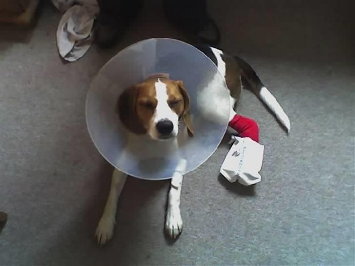 Beagle Tinka * Himmelhund * - *piv*piv* Jeg blev opereret i 4 timer.. Jeg leger aldrig med Mors parfume igen... billede 11