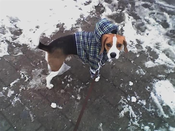 Beagle Tinka * Himmelhund * - Ej Mor... !! Sig når du skal ta billeder.. Vent lidt ! billede 12