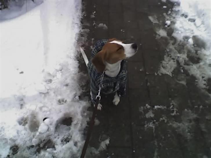 Beagle Tinka * Himmelhund * - Hihih.. Er jeg ikke fin.. ? Jeg frøs meget så måtte ha en jakke på.. billede 13