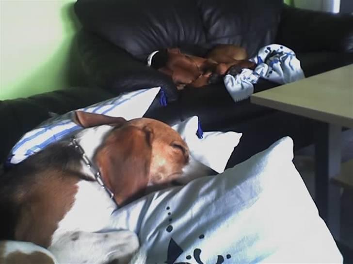 Beagle Tinka * Himmelhund * - Tilde og mig efter en laaang dag :D billede 15
