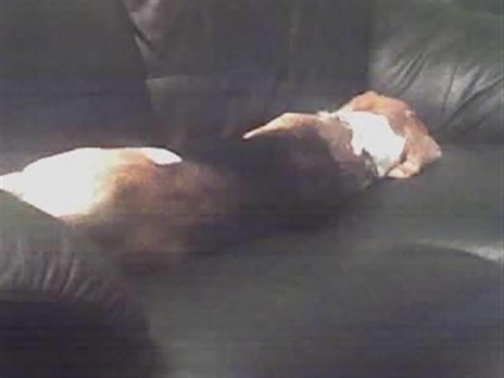 Beagle Tinka * Himmelhund * - zZzZzZzZ billede 16