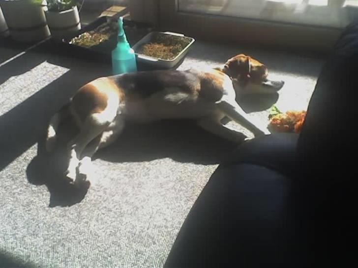 Beagle Tinka * Himmelhund * - Bare rolig.. Jeg spiller kun død :D billede 17