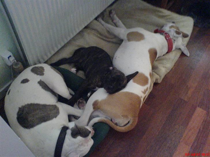 Blanding af racer Chanti  R.I.P. - vi sover sammen alle 3...   dejligt... billede 9