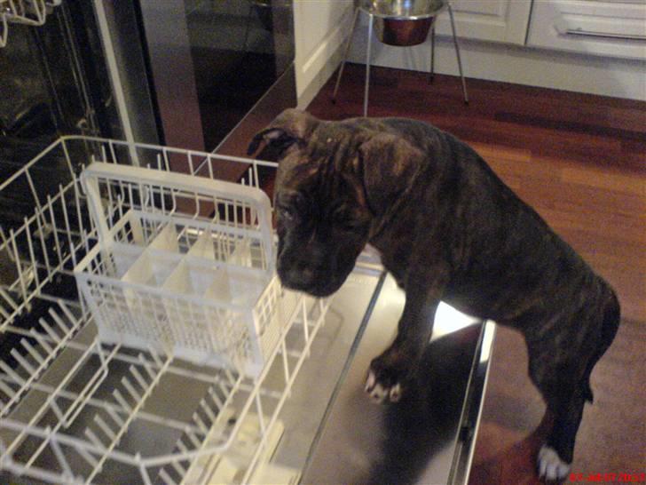 Blanding af racer Chanti  R.I.P. - jeg tjekker lige... ok.. det er i orden.. billede 10