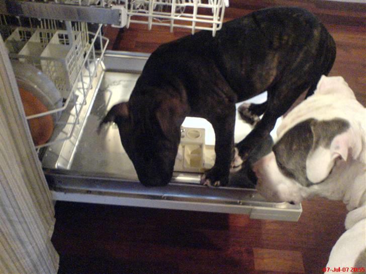 Blanding af racer Chanti  R.I.P. - he he... der er ikke plads til dig Diego... du vælter bare det hele...   he he billede 11