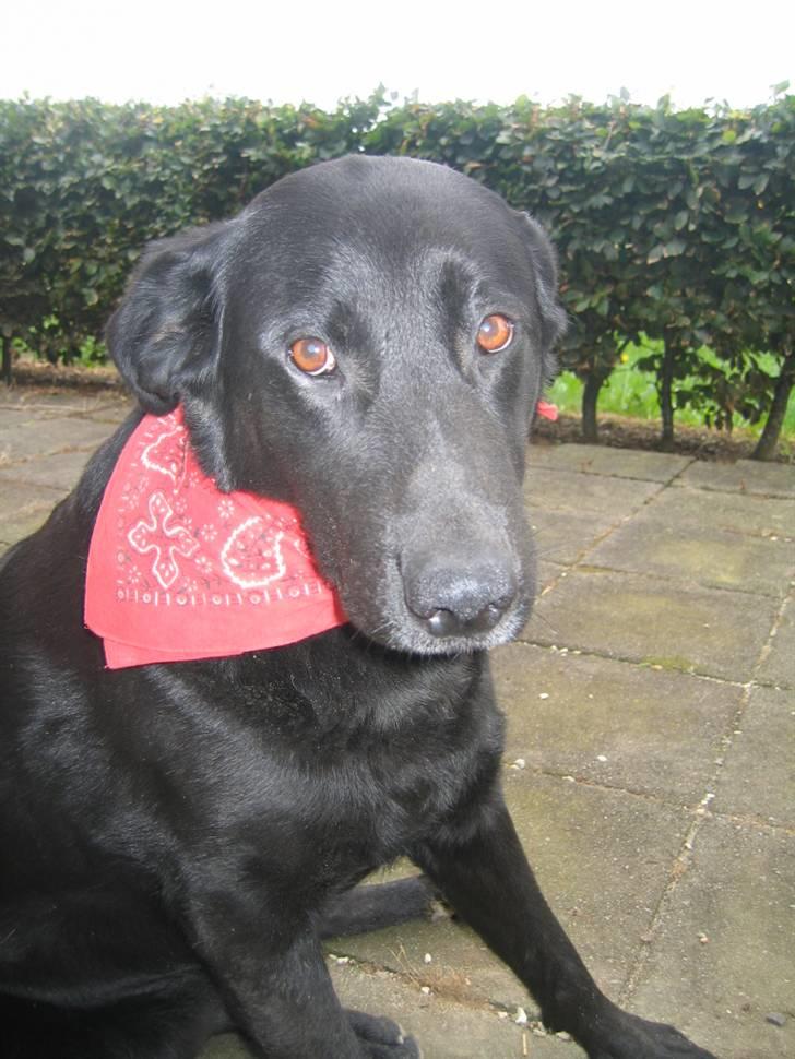 Labrador retriever Fido (formel 1) - Fido, med sit nye tørklæde !!  billede 17