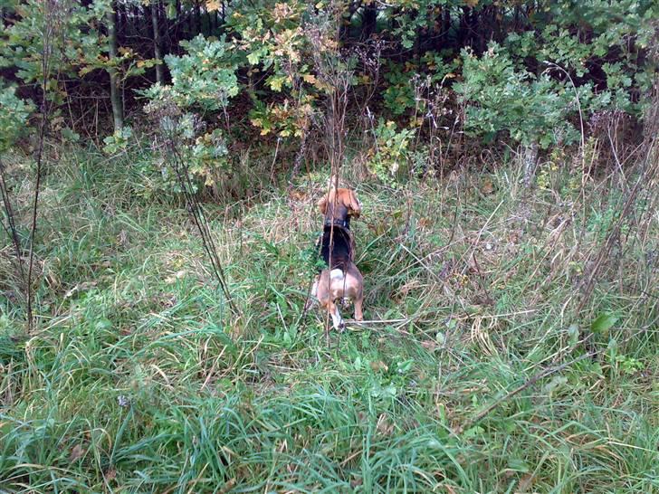 Beagle 3år d. 3 juni 09 (død 6/10-15)  - Hva.... der er noget derinde..... billede 18