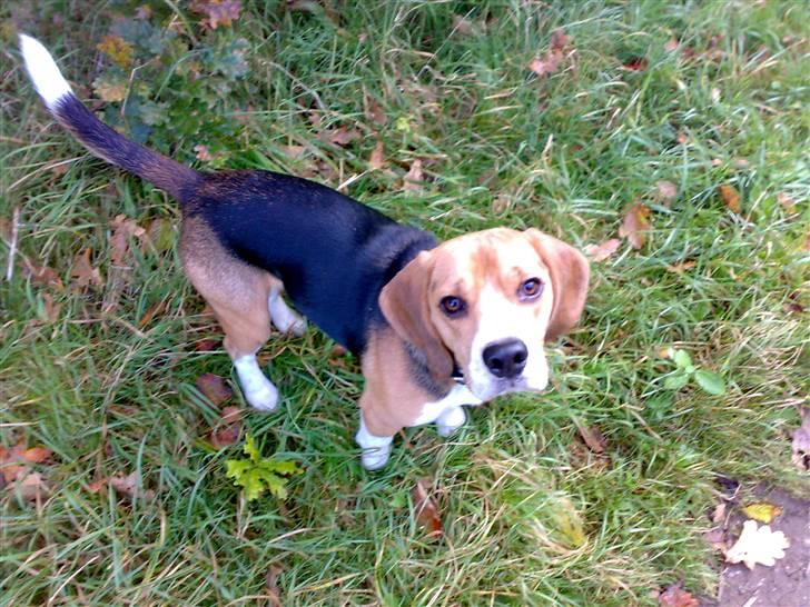 Beagle 3år d. 3 juni 09 (død 6/10-15)  - en tur i hundeskoven....det er bare hyggeligt billede 19