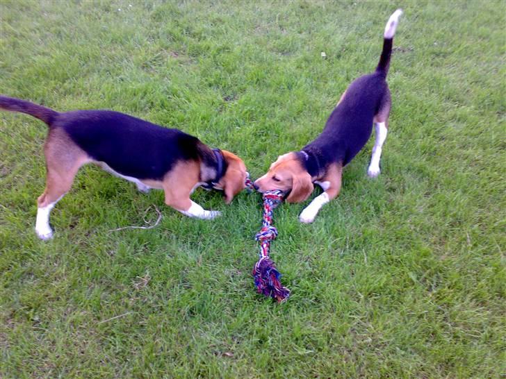 Beagle 3år d. 3 juni 09 (død 6/10-15)  - Hvem er stærkest...... billede 20