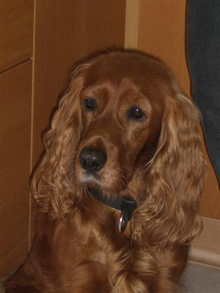 Cocker spaniel Mille  --Himmelhund-- - endnu en gang  billede 12