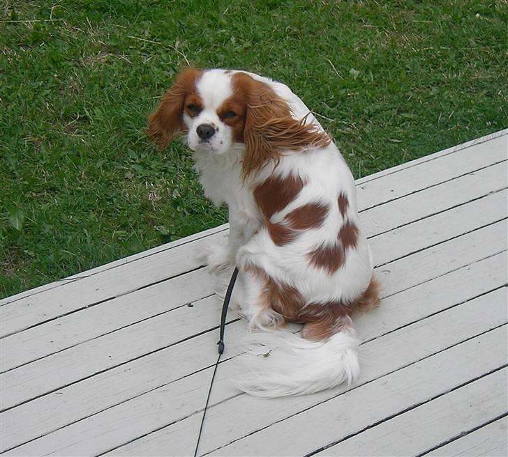 Cavalier king charles spaniel Birkedahls Jerry billede 16