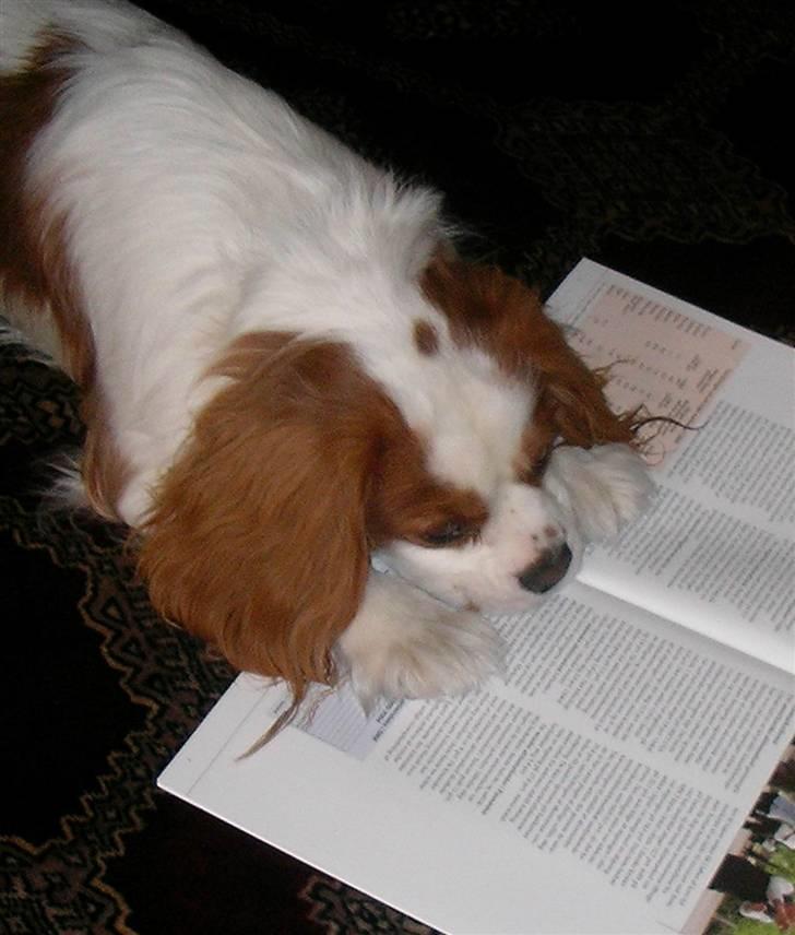 Cavalier king charles spaniel Birkedahls Jerry billede 17