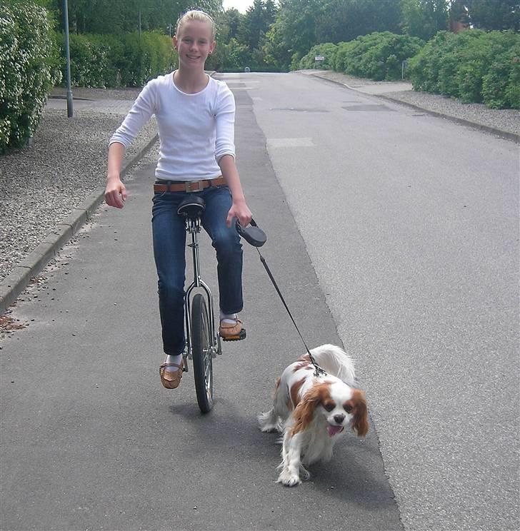 Cavalier king charles spaniel Birkedahls Jerry billede 18