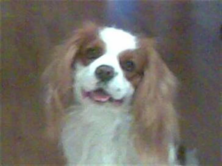 Cavalier king charles spaniel Birkedahls Jerry billede 19