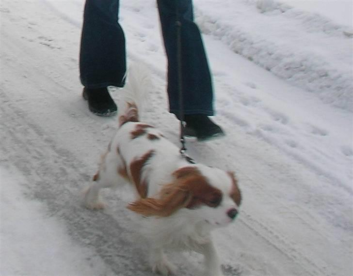 Cavalier king charles spaniel Birkedahls Jerry billede 20