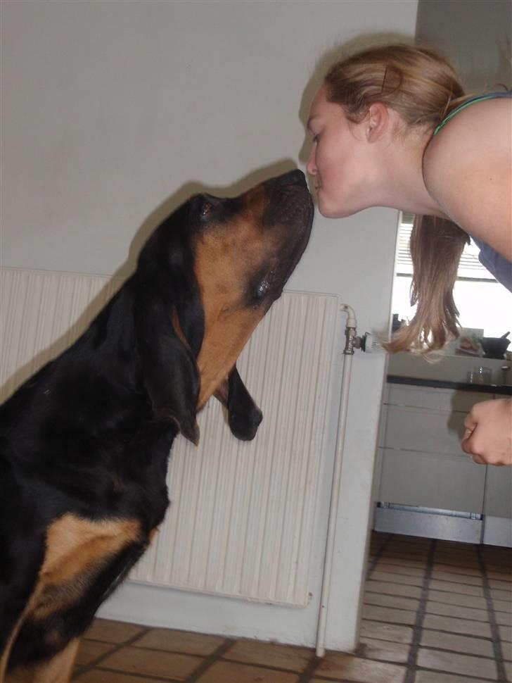 Blodhund Thobachs Alma Wilma/Wilma - Et lille møøs til Cille billede 7