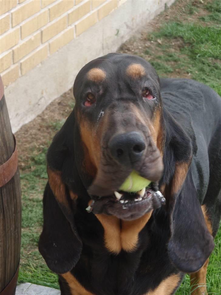 Blodhund Thobachs Alma Wilma/Wilma - Godt at tygge på boooold!! :P billede 8