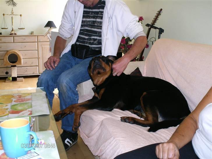 Rottweiler Laica *EFTERLYST* - det kan godt være jeg er stor... men jeg nægter at ligge på gulvet, så "far" må vige pladsen :-) billede 16