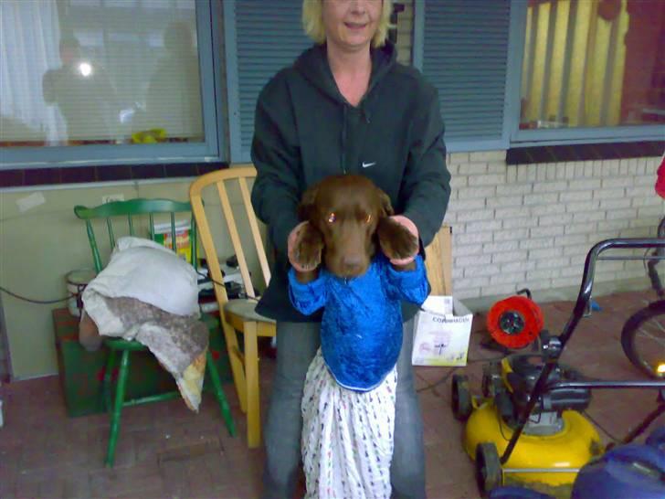 Labrador retriever Cornelius billede 14