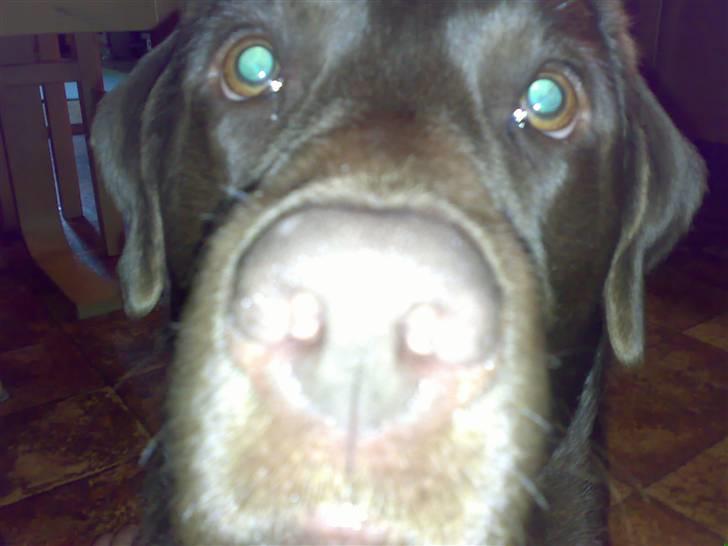 Labrador retriever Cornelius billede 16