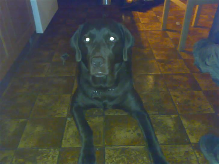 Labrador retriever Cornelius billede 17