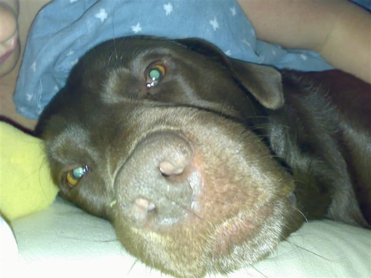 Labrador retriever Cornelius billede 18