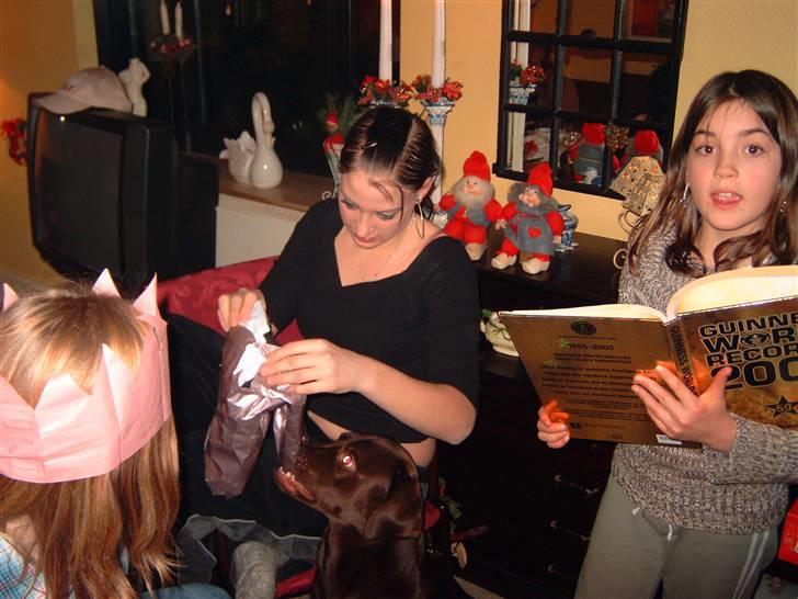 Labrador retriever Cornelius billede 20