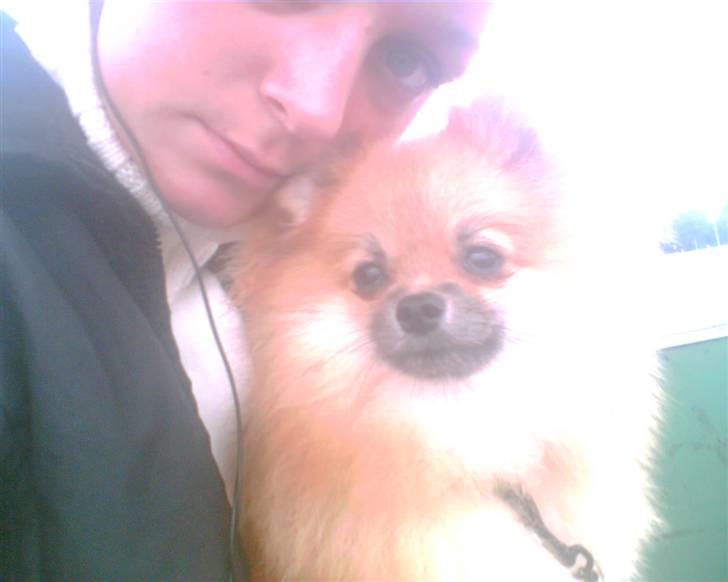 Pomeranian Cobillias Chico - Min lille Chico skat. billede 1