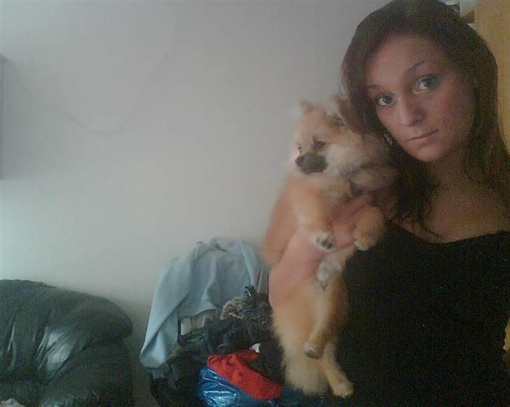 Pomeranian Cobillias Chico - Min lille Chico og jeg igen. billede 2