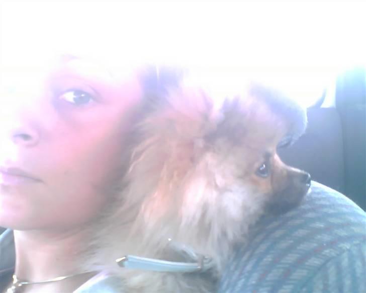 Pomeranian Cobillias Chico - Chico 8 mdr. billede 3