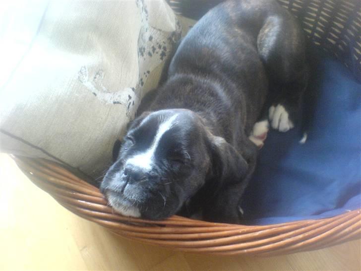 Boxer CHILLI billede 5