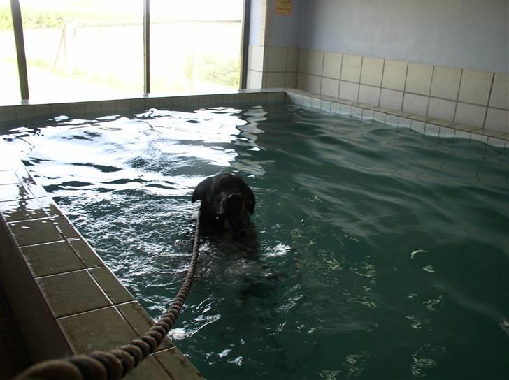 Grand danois Baby - mig forklædt som sælhund billede 15