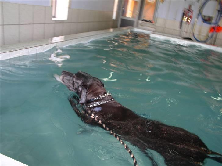 Grand danois Baby - speedhund billede 16