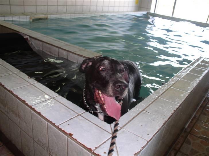 Grand danois Baby - pust støn, pause, det er hårdt det her billede 17