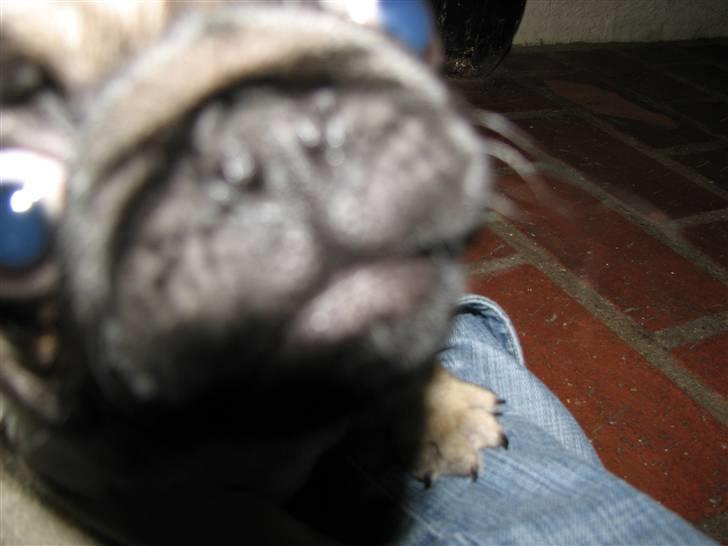 Mops Baloo - Ingen tekst nødvendig :-) billede 6