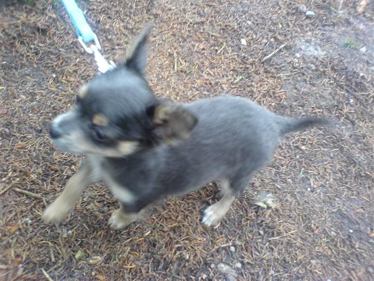 Chihuahua Dario - Lang gåtur i skoven :-) billede 4