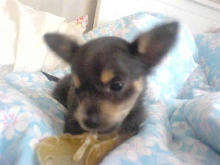 Chihuahua Dario billede 5