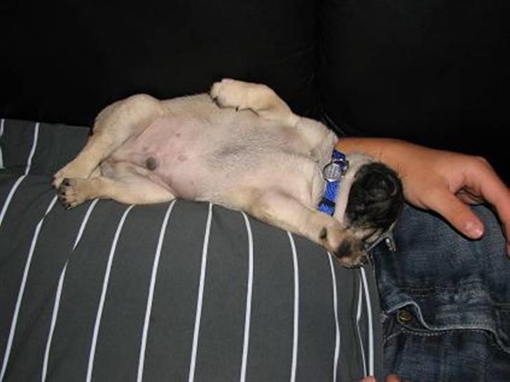 Mops Baloo - Åh det er hygge! billede 7