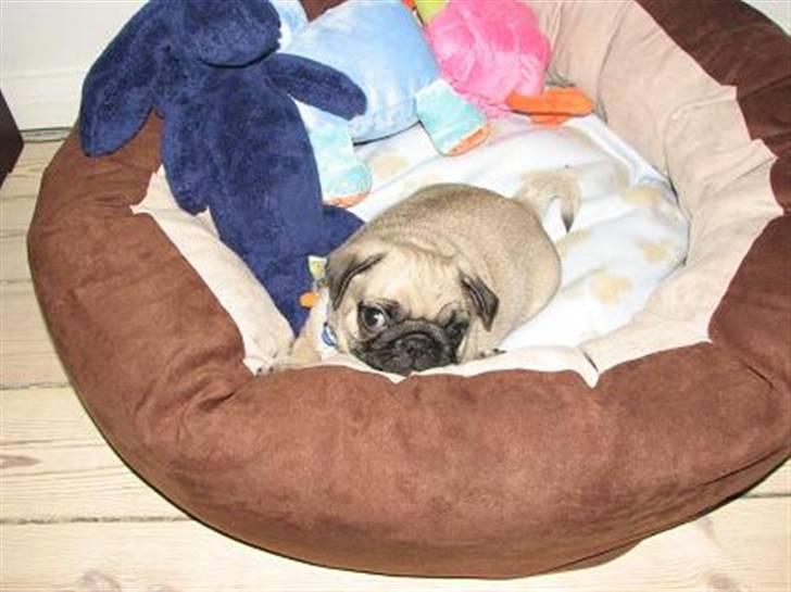 Mops Baloo - KUK KUK billede 8