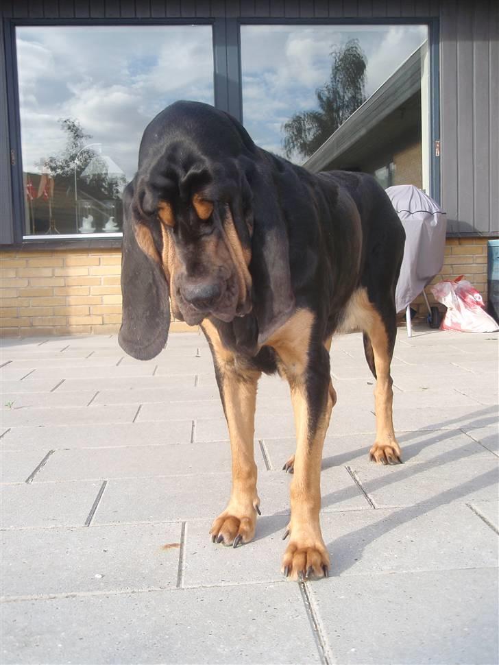 Blodhund Thobachs Alma Wilma/Wilma - øøøøøøøøøøhhh.....?? hvad laver du med det der?? ;D billede 9