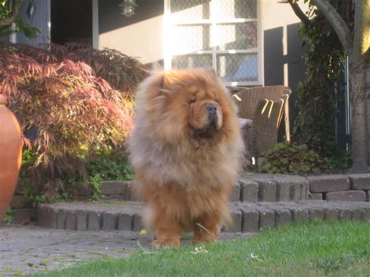 Chow chow Malekit's Basil - Smukke Basil :)   billede 1