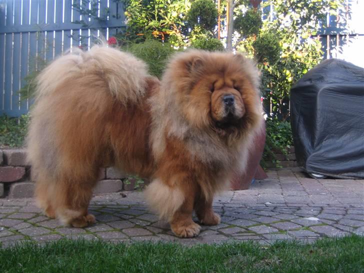 Chow chow Malekit's Basil - Basse :) 5 år gammel.   billede 2
