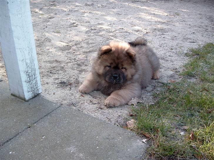 Chow chow Malekit's Basil - Nåe hvor sødt :) Ca. 3 måneder gammel. billede 3