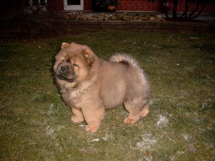 Chow chow Malekit's Basil - Smukke. billede 4