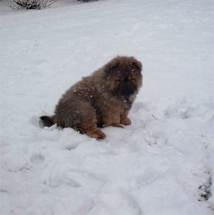 Chow chow Malekit's Basil - Han kan godt lide at lege i sneen. billede 5