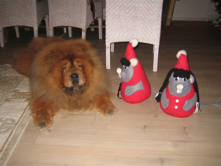 Chow chow Malekit's Basil - Basil og julemusene, som Basil elsker at bide i :) billede 6