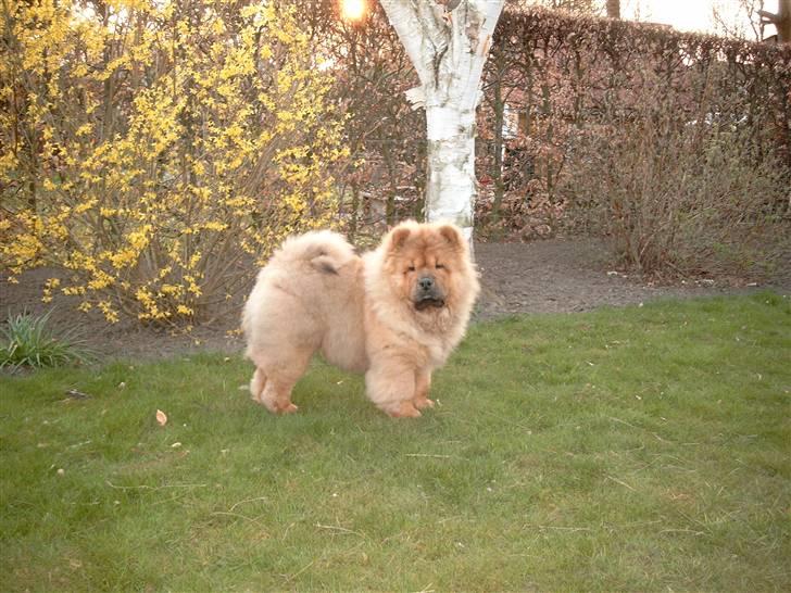 Chow chow Malekit's Basil - Er ved at blive stor. Omkring 5 måneder. billede 7